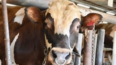 Карелия развивает селекцию айрширского скота для производства молока А2
