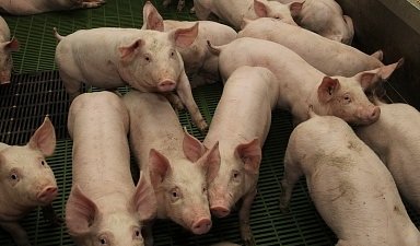 В России растет производство мяса