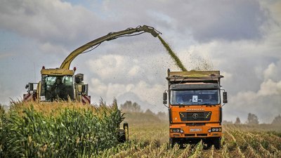 Почти 400 тыс. тонн кормов для сельхозживотных уже заготовлено в Липецкой области