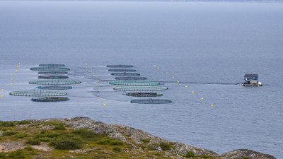 Производство продукции аквакультуры в РФ в I квартале 2022 года увеличилось на 4% 