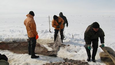 На счету рыбаков Ямала более 700 тонн улова