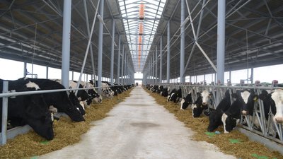 Высокотехнологичный телятник на 750 голов построен в Нижегородской области