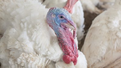 Восстановление работы донских предприятий по производству мяса индейки и утки позволило создать более 3000 рабочих мест в сельской местности
