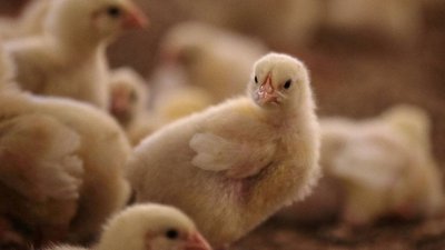 Производство скота и птицы за январь-апрель увеличилось на 6,7%