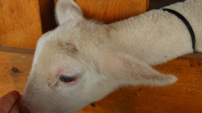 В Крыму началась «окотная» кампания