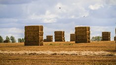 В Липецкой области завершена заготовка кормов