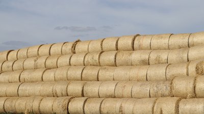Более 500 тысяч тонн кормов уже заготовлено в Липецкой области