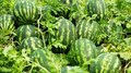 В Саратовской области приступили к уборке бахчевых культур