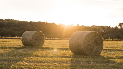 В Дагестане заготовлено 1,3 млн т кормов