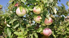 В Саратовской области в 2025 году заложили свыше 400 га многолетних насаждений 