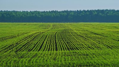 В Нижегородской области яровыми засеяли 622 тыс. га