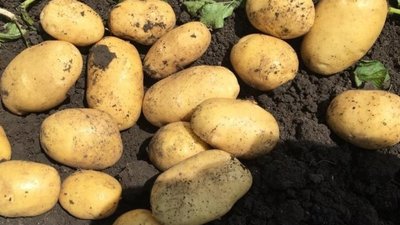 В Ивановской области почти на 20% увеличилось производство картофеля