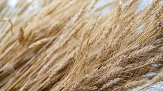 Запасы зерна в Кузбассе выросли на 35% и достигли 707,9 тыс. тонн