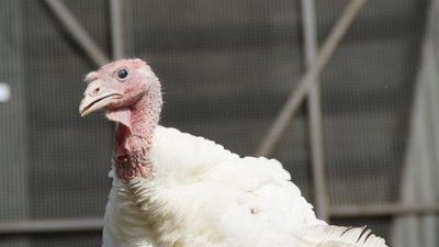 В Тюменской области запустили все объекты крупнейшего в РФ репродуктора индейки