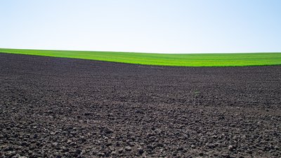 В Тверской области яровыми культурами засеяно 93,3 тыс. га