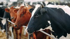 Поголовье КРС в сельхозорганизациях Ярославской области выросло до 100,5 тыс. голов
