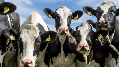 Министерство сельского хозяйства и продовольствия Республики Татарстан объявляет отбор для граждан ведущих ЛПХ