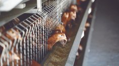 Башкортостан нарастил производство яиц на 33,6% — до 834 млн штук