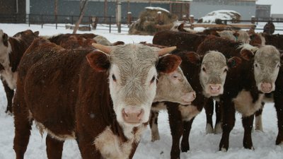 Агропромышленный комплекс Красноярского края получит около 10 млрд рублей