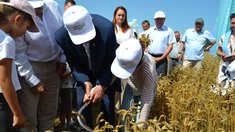 Новые сорта пшеницы представили на празднике первого снопа в Городецком округе