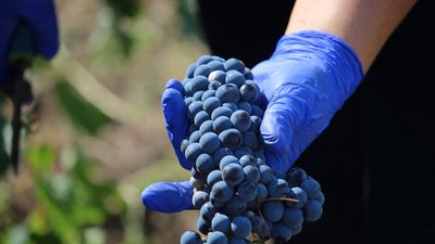 На Дону продолжается сбор урожая винограда