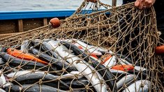 Зарплата в рыболовстве одна из самых высоких среди отраслей экономики РФ — Росрыболовство
