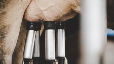 Суточный надой молока в татарстанских сельхозорганизациях составил 4,7 тыс. т