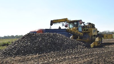 Урожай сахарной свеклы в Тамбовской области превысил отметку в 4 млн тонн