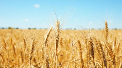 В сезоне-2023/24 экспорт зерновой продукции из РФ превысил 89 млн т