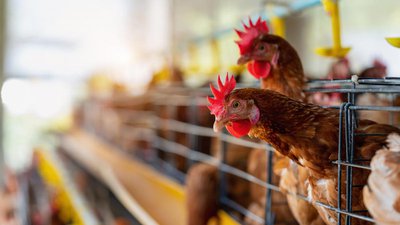В Пензенской области увеличилось производство мяса и яиц