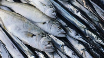 Российские рыбаки добыли более 3,2 млн т водных биоресурсов