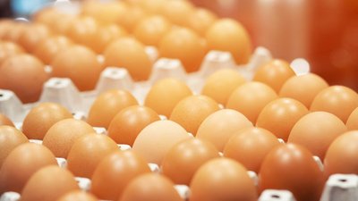 В Хабаровском крае в 2024 году планируют увеличить выпуск куриных яиц на 40%