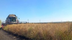 В Липецкой области стартовала уборка всех масличных культур