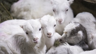 В Дагестане пройдет XXIII Российская выставка племенных овец и коз