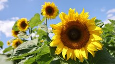 Урожай подсолнечника в Дагестане вырос более чем на 10%