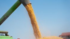 Кировская область намолола 249,7 тыс. т зерна при уборке 38% площадей