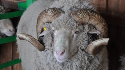 Сибирско-Дальневосточная выставка племенных овец и коз пройдет в Чите