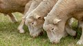 Овцеводы Забайкалья произвели почти 400 тонн шерсти