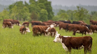 Производство сельхозпродукции за первое полугодие выросло на 2,9%