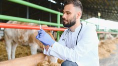 Производство ветеринарных вакцин в России с начала года выросло на 29%