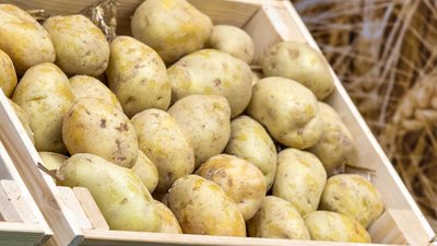 В Калининградской области собрано 68,6 тыс. т картофеля