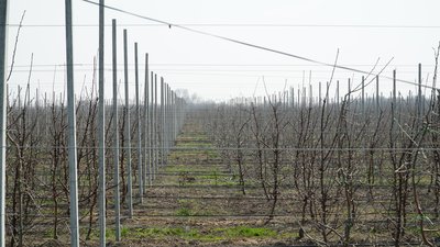 Министр сельского хозяйства и продовольствия Дагестана осмотрел суперинтенсивный сад с современной технологией полива
