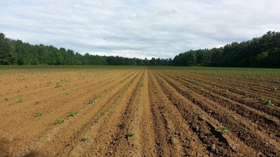 В Чеченской Республике яровыми засеяно 110,3 тыс. га