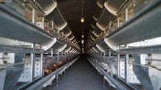 Башкортостан наращивает экспорт мяса птицы 