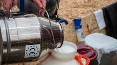 Кировская область увеличила суточный надой молока до 2,31 тыс. тонн