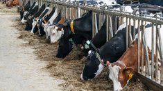 В Подмосковье направят более 23 млн рублей на развитие мясного животноводства