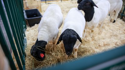 В Запорожской области проводится весенняя вакцинация животных