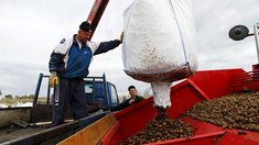 Производители картофеля и овощей в Красноярском крае получили более 37 млн господдержки