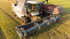 На Кубани намолотили 383,8 тыс. тонн риса и обмолотили 61% запланированных площадей