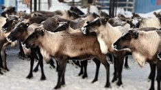На Ямале за первый квартал 2026 года заготовка оленины выросла на 10%